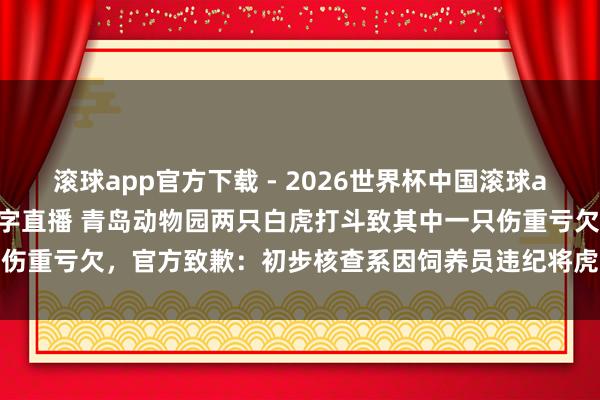 滚球app官方下载 - 2026世界杯中国滚球app官网，2026世界杯文字直播 青岛动物园两只白虎打斗致其中一只伤重亏欠，官方致歉：初步核查系因饲养员违纪将虎外放至并吞展区变成